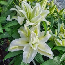 2 - ROSELILY AISHA Lily Flower Bulbs * POLLEN FREE & 6 INCH DOUBLE BLOOMS