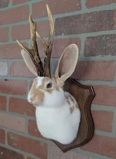 Taxidermy Jackalope Rabbit Bunny Wall Shoulder Mount Deer Antlers Antelope Horns