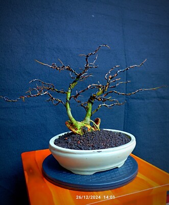 thai bonsai Ficus microcarpa