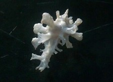 Homalocantha Anatomica 25.9 mm TINY SIZE F+++/GEM  " but beautiful CURLY spines
