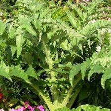 Graines de Artichaut sauvage,comestible,produits de mon jardin,plante Bio,Artich