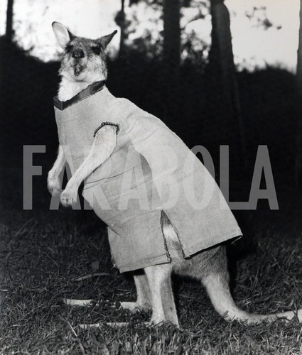 Photo Vintage De Presse - Australie, Kangourou Jouant Au Football, 1965, Tirage Argentique 20x15 Cm