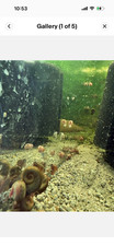 100 Live Ramshorn and Bladder Snails. Clean-Up crew or feeder snails