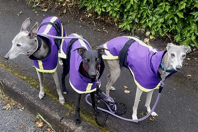Sighthound jackets deals