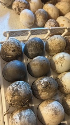 Fertile Cayuga Duck Hatching Eggs 12+ Pack