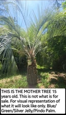 1 Pindo Jelly Palm Tree 2-3 Ft Tall SHIP Without Pot Soil Plant Only Silver Blue
