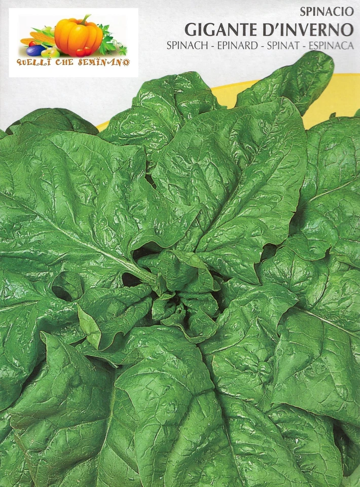 900 SPINACH SEEDS-GIANT WINTER SPINACH-oleaceous spinacea