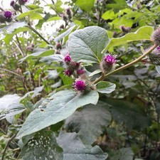 2 new" The great burdock" plants,.Hardy bienniel .bee lover.plant now