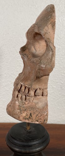 Antique Memento Mori Terracotta Carved Skull 19th Century Victorian Head Figure - Picture 10 of 12