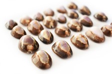 Set of 24 Small Purple Top Snake Head Cowries (1") Shells Beach Jewelry Crafts