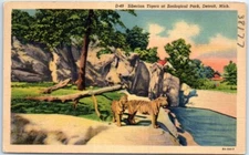 Postcard - Siberian Tigers at Zoological Park, Detroit, Michigan, USA