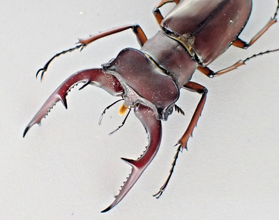 アート・デザイン・音楽 IL CERVo VOLANTE (Coleoptera lucanidae) s-l400.jpg