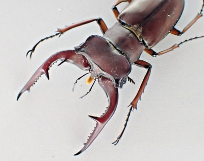 D33478. Insects, Lucanidae: Lucanus marazziorum. Vietnam North