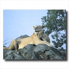 African Lion Cat and Cub On Rock Animal Wildlife Wall Picture 16x20 Art Print