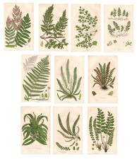 Stampe antiche inglesi FELCI FERNS serie 10 FOGLI Anne Pratt 1870 Antique prints