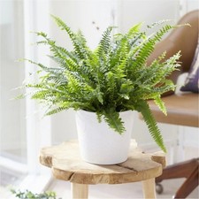 2 x Boston Fern Nephrolepis Exaltata 9cm Pot Air Purifying House Plant