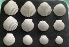 Beautiful Lot Dozen White Painted Scallop Seashells Ocean Beach Decor Craft — photo 1