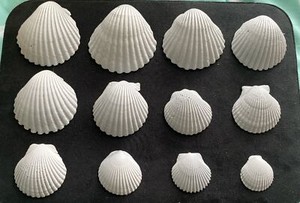 Beautiful Lot Dozen White Painted Scallop Seashells Ocean Beach Decor Craft