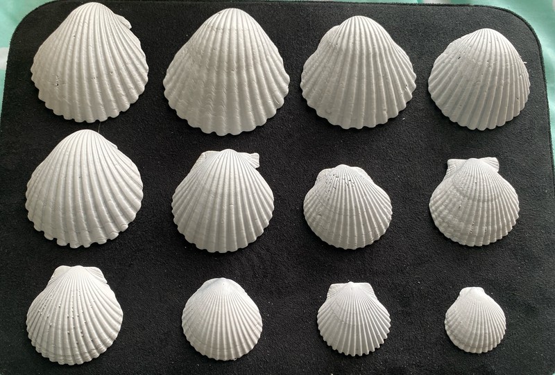 Beautiful Lot Dozen White Painted Scallop Seashells Ocean Beach Decor Craft