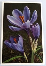 Carte postale - Crocus Safran "Idéal" - n° 1449 - Gyger & Klopfenstein - Suisse