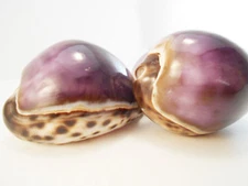 6 Large Purple Top Tiger Cowrie Shells Seashell 3" Beach Crafts Nautical Decor
