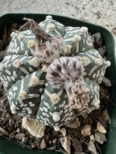 Astrophytum asterias Super Kabuto V  Type Cool Pattern!
