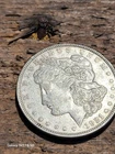 1921 P Morgan Silver Dollar 90% Silver