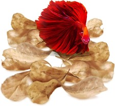 50 Pcs Mini Catappa Indian Almond Leaves for Betta Fish Aquarium, Shrimp, Frogs,