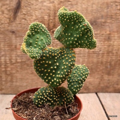 D8153 OPUNTIA MYCRODASIS pot10-H15-W14 cm MaMa Cactus