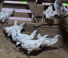 10+ Zombie (Ayam Cemani x White Leghorn) Hatching Eggs | TN NPIP CERTIFIED