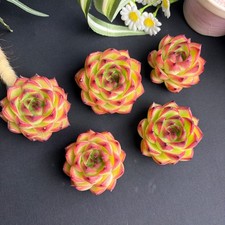 1PC Red succulent Rare Succulent | Bare Root | Live