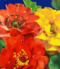 MRS J BRADSHAW  - Geum Chiloense hybridum Mixed- Perennial