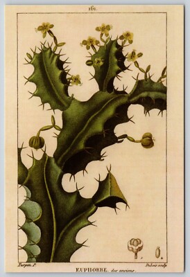Postcard Euphorbe Flower Plants  Botanical Print Nature Vintage Style