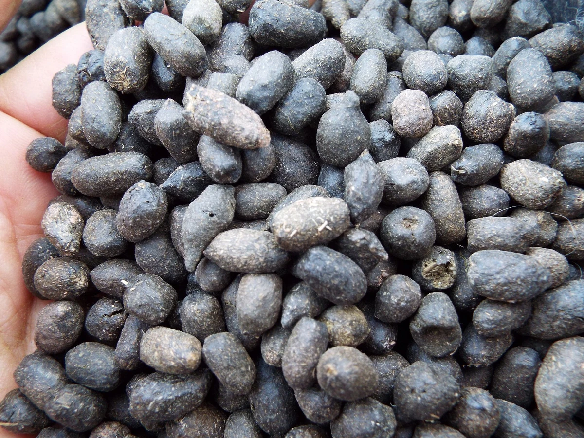 Sheep manure 2024