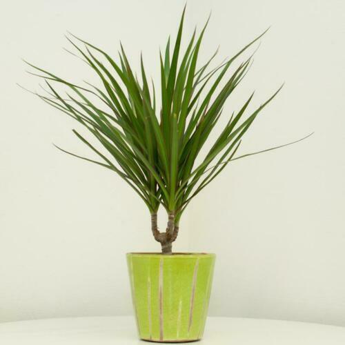 Drachenbaum FloraSelf Dracaena marginata H ca. 110 cm  24 cm Topf  verzweigt 2007009501994 | eBay.de