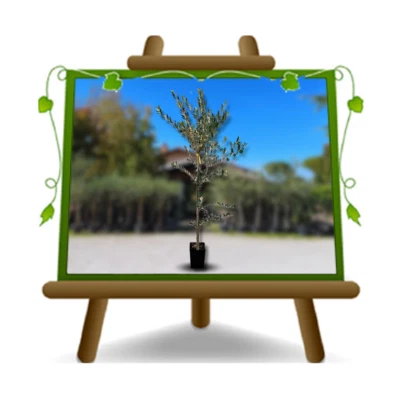 EURO PLANTS VIVAI Olivi Frantoio pianta da frutto su vaso da 20 cm pianta alta 140-150 eta 3 anni