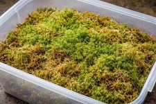 Sphagnum Moss Live, Fresh, 1L. Organic , For Hanging Baskets, Plants, Etc