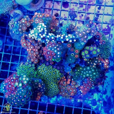 XXL Soft Coral Combo Rock WYSIWYG B1 - SAQ Coral Farm