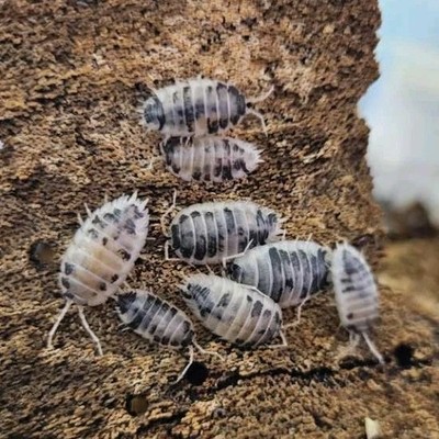 Dairy Cow Isopods (Porcellio laevis)- Clean-Up Crew- 50ct