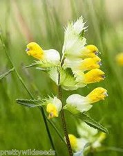 Yellow Rattle Seeds British Wild Flower Rhinanthus minor 4g to