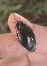 Roach Shadow (Pycnoscelus nigra) 15ct MIX SIZE