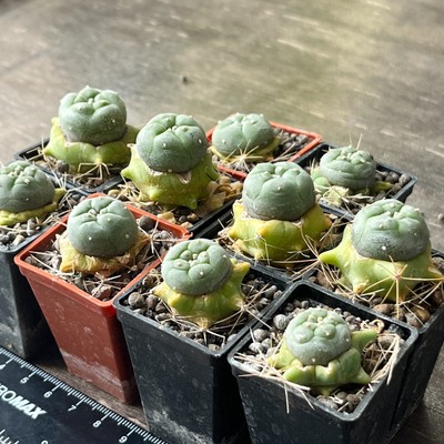 A39-470 Best cactus, VZD 040, Clavellinas, SLP, 10 pieces (Grafted)