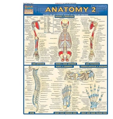 Anatomy 2 QuickStudy Laminated Reference Guide (QuickStudy Academic) Pamphlet