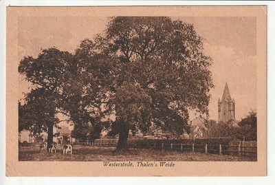 Postcard Westerstede, Thalens Weide 1921