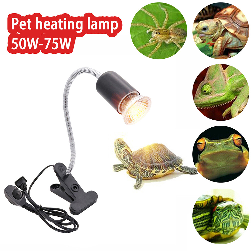 tortoise light fixture