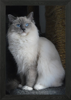Gerahmtes Wandbild Poster Leinwanddruck Bild Katze Katzen Katze