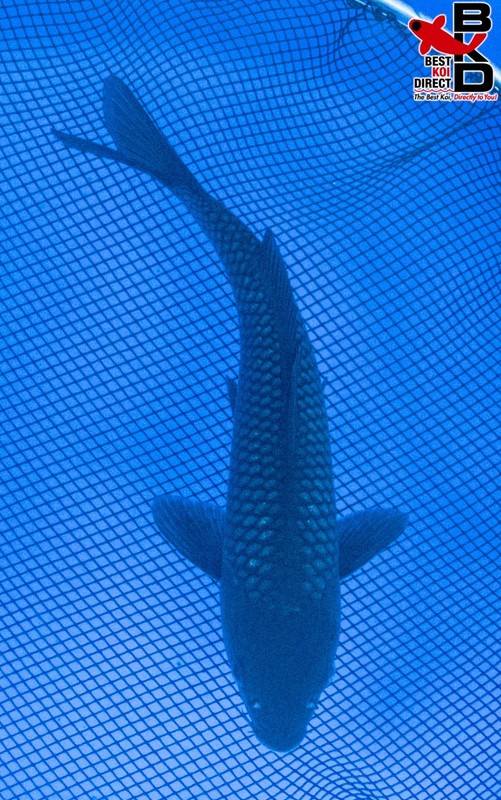 8" KARASU Live Koi Fish Garden Pond BKD 5/29