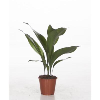 Aspidistra elatior Schusterpalme Metzgerpalme Schildblume Zimmerpflanze |  eBay.de