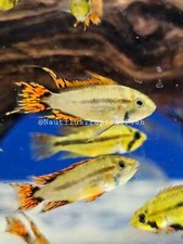 Pair Super Red Apistogramma Cacatuoides - Live arrival we combine shipping 
