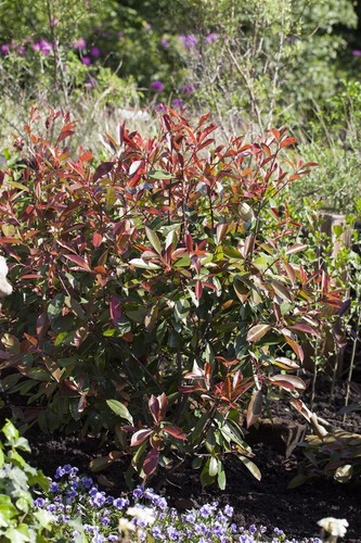 Photinia fraseri 'Red Robin', Glanzmispel, rot, 40–60 cm - Bild 2 von 14